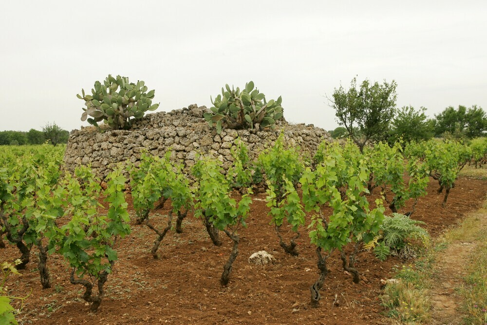 Primitivio di Manduria DOC, Terre di Campo Sasso 6x0,75EW (EINWEG)